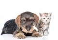 Puppy and tiny kitten together. isolated on white background Royalty Free Stock Photo