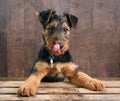 Puppy tongue Royalty Free Stock Photo