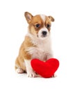 Puppy with toy heart Royalty Free Stock Photo