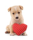 Puppy with toy heart Royalty Free Stock Photo