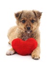 Puppy with toy heart. Royalty Free Stock Photo