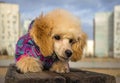 Puppy toy poodle, peach color, looking wary. pet