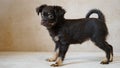 Puppy toy terrier. Russian toy terrier on beige background.