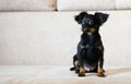 Puppy toy terrier. Russian toy terrier on beige background.