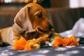 Puppy with a toy Royalty Free Stock Photo