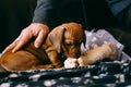 Puppy with a toy Royalty Free Stock Photo