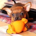 Puppy of toyterrier Royalty Free Stock Photo