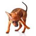 Puppy of toyterrier Royalty Free Stock Photo