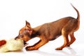 Puppy of toyterrier Royalty Free Stock Photo