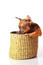 Puppy of toyterrier Royalty Free Stock Photo