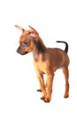 Puppy of toyterrier Royalty Free Stock Photo