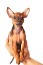 Puppy of toyterrier Royalty Free Stock Photo