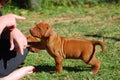 Puppy dog training Royalty Free Stock Photo
