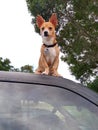 Puppy on truck roof