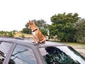 Puppy on truck roof