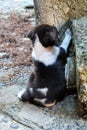 A puppy trying to climb the stairs