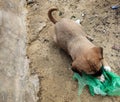 Puppy trying to eat plastic carry bag Royalty Free Stock Photo