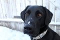 Puppy trying to follow scents in the snow