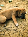 Puppy trying to sleep close up