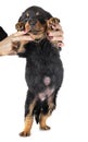 Puppy with Umbilical hernia Royalty Free Stock Photo