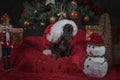 A Christmas puppy under the Christmas tree.