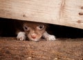 Puppy under a fence Royalty Free Stock Photo