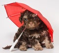 A puppy under the umbrella Royalty Free Stock Photo