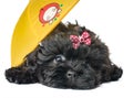 Puppy under an umbrella Royalty Free Stock Photo