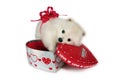 Puppy for Valentine. Royalty Free Stock Photo