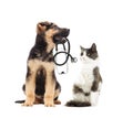 Puppy vet and cat and stethoscope Royalty Free Stock Photo