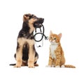 Puppy vet and cat and stethoscope Royalty Free Stock Photo