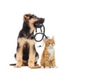 Puppy vet and cat and stethoscope Royalty Free Stock Photo