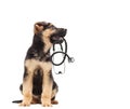 Puppy vet and stethoscope Royalty Free Stock Photo