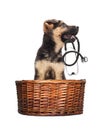 Puppy vet and stethoscope Royalty Free Stock Photo