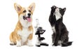 puppy vet welsh corgi and kitten Royalty Free Stock Photo