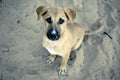 Puppy is waiting and sitting on the sand. Royalty Free Stock Photo