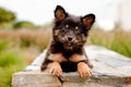 Puppy on wall