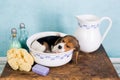 Puppy in washtub Royalty Free Stock Photo