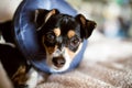 Puppy wearing a blow-up cone of shame dog collar Royalty Free Stock Photo