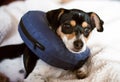 Puppy wearing a blue blow-up cone of shame dog collar Royalty Free Stock Photo