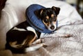 Puppy wearing a blue blow-up cone of shame dog collar Royalty Free Stock Photo