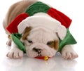 Puppy wearing christmas scarf