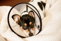 Puppy wearing a clear cone of shame dog collar Royalty Free Stock Photo