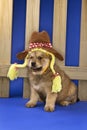 Puppy wearing hat and braids by fence. Royalty Free Stock Photo