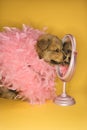 Puppy wearing pink feather boa in front of mirror. Royalty Free Stock Photo