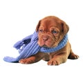 Puppy wearing scarf