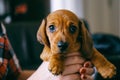 Puppy and Royalty Free Stock Photo