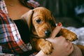 Puppy And Royalty Free Stock Photo