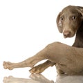 Puppy Weimaraner Royalty Free Stock Photo