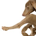 Puppy Weimaraner Royalty Free Stock Photo